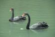 Two black swans