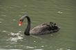 Black Swan