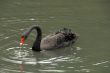 Black swan