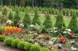 flowers and trees