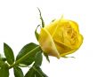 Yellow rose on white isolated background