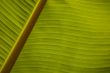 Banana palm leaf closeup