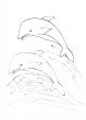 aquatic world