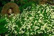 Flower carpet