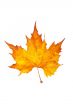 One maple leaf