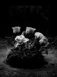 Plastic Flowers