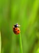 Ladybird