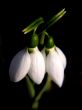 Snowdrops