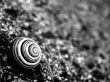 Snail