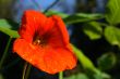 Nasturtium