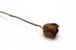 Dried Red Rose