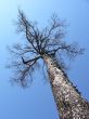 larch tree
