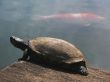 turtle and  red fish