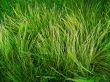 wild grass background