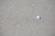 sand and shell