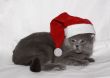 The British kitten in a cap Santa.