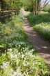 Summer path