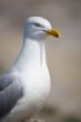 Seagull