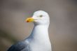 Seagull portrait