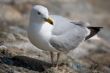 Seagull