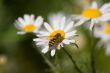 Hoverfly on a white camomile