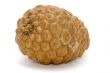 pine cone