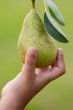 hand catching a pear