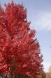 Red Maple in Fall