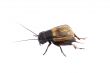 Cricket isolated on white