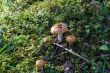 brown russules