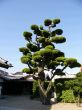 japanese tree