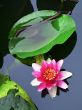 lotus flower