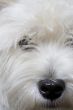 white terrier