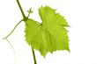 Grape leaf