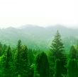 Green forest