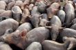 Group of pigs