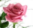 Gift Roses 3