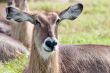 Waterbuck