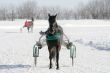 horse on a white snow