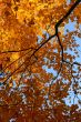 Colorful autumn trees