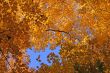 Colorful maple trees