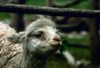 Lama, South America