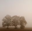 Trees with fog