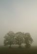 Trees with fog