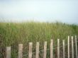 beach grass