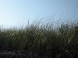 beach grass