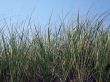 beach grass