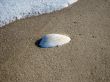 sea shell on beach