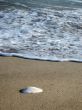 sea shell on beach