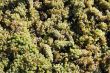 Grapes freshly harvested